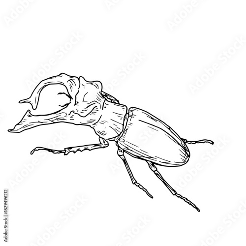 Large beetle of the horned beetle family, black and white sketch. Vector illustration. Simple drawing of an insect, isolated on a white background. The theme of insects, travel, book encyclopedias
