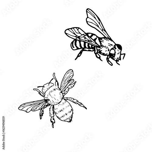 Flies, bumblebees and bees, a set of silhouettes in black and white sketch. Vector illustration. A simple drawing of insects with wings, isolated on a white background.