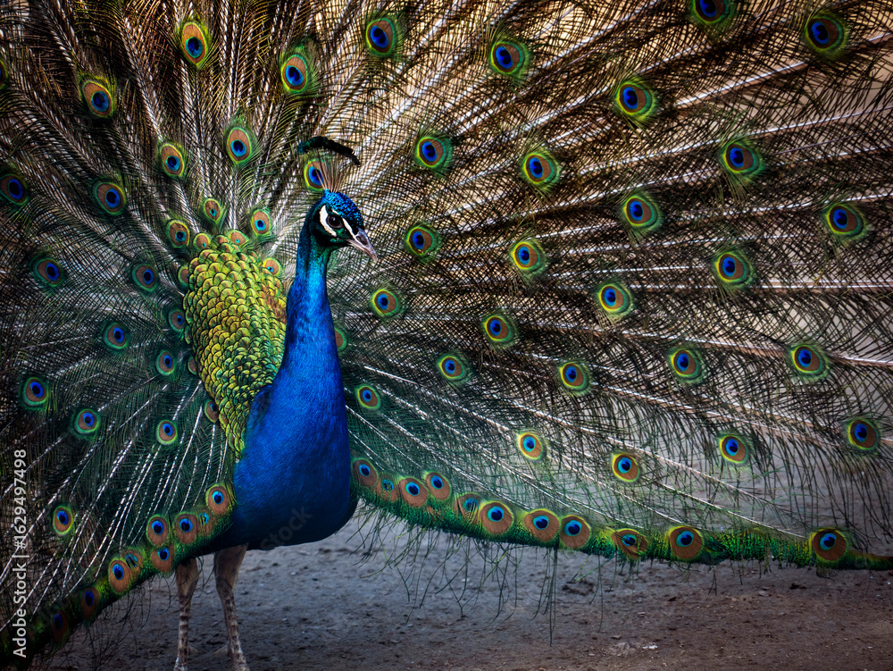 Naklejka premium Majestic Peacock Displaying Colorful Feathers