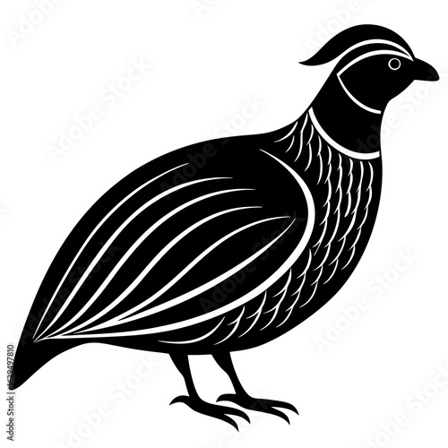 Black and White Quail Bird Illustration