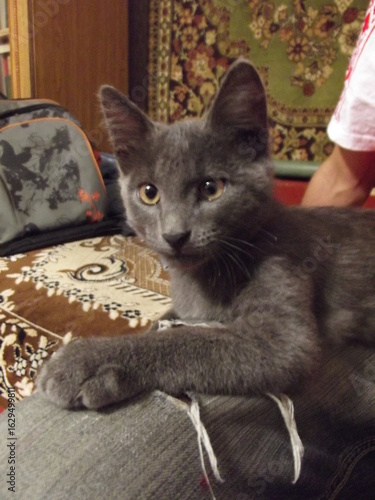 Gray cat lying on human lap.