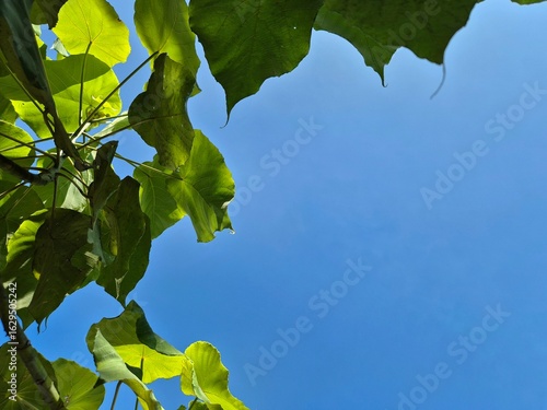 Bright green leaves framing a vibrant blue sky on a sunny day viewed from below with copy space.