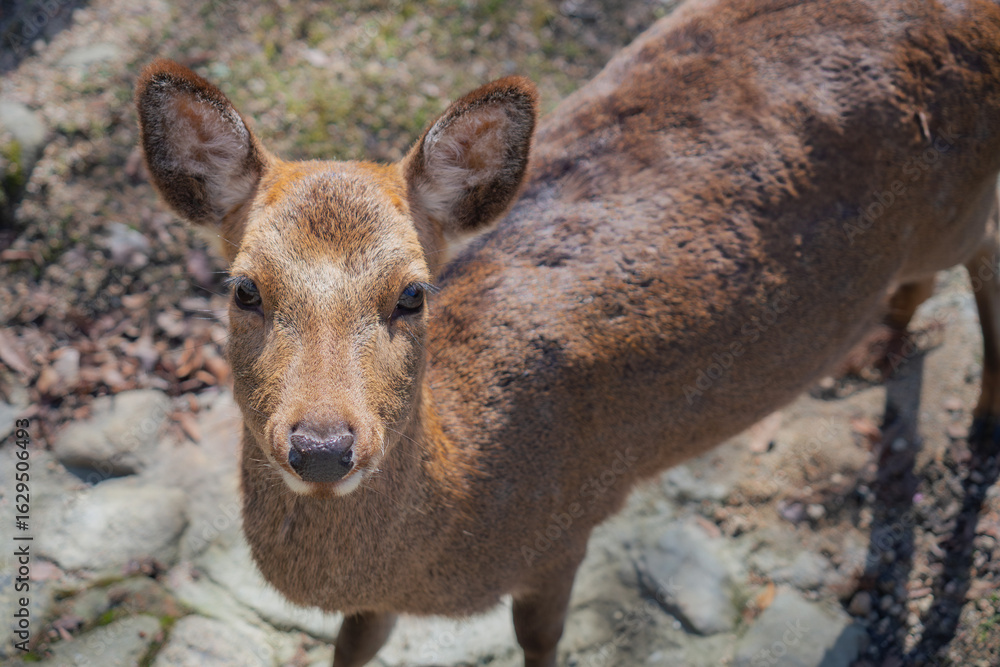 Fototapeta premium 安芸の宮島の鹿