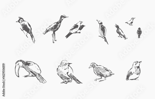 Safari bird hand draw