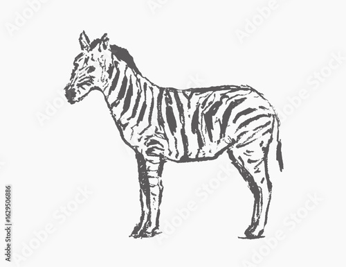 Zebra  hand draw