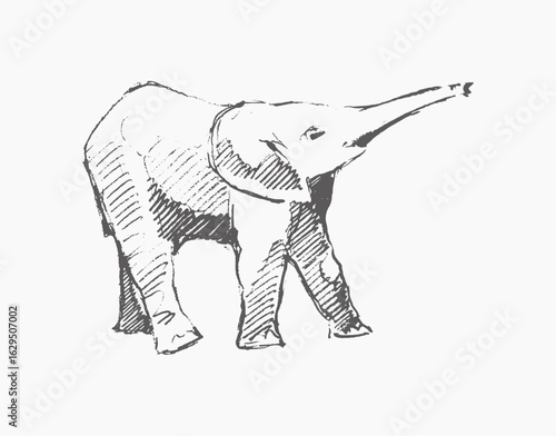 Elephant  hand draw