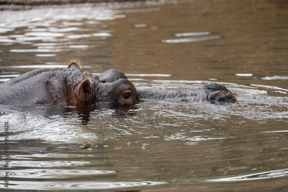 Fototapeta premium Hippos in a zoo environment demonstrating typical behaviors like swimming and resting