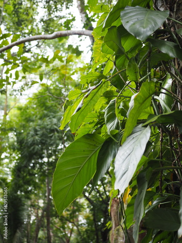 green leaves in the forest