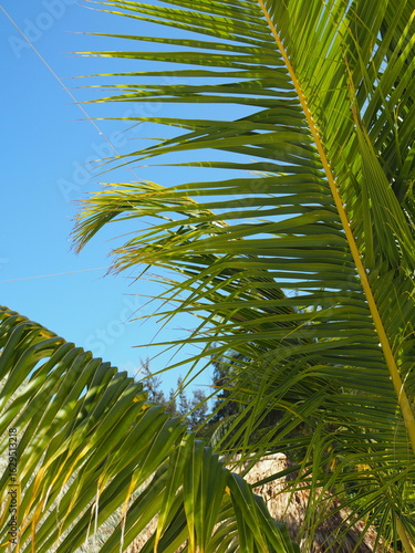 Palms in the sky