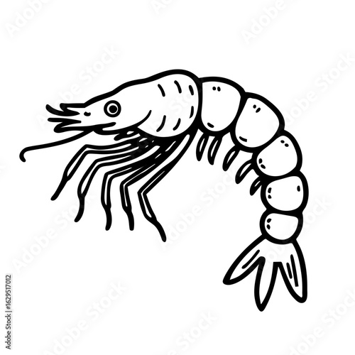 vector illustration of shrimp
