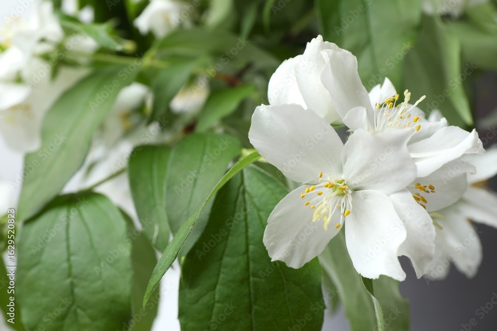 Fototapeta premium Jasmine blossoms