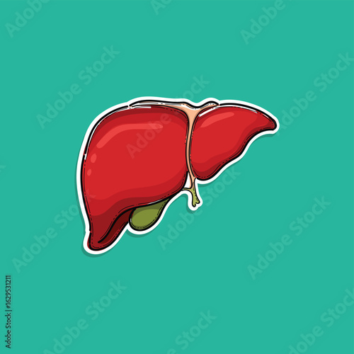 Illustrated Human Liver Anatomy with Gallbladder on Green Background, Designed for Educational and Medical Studies Purposes.
