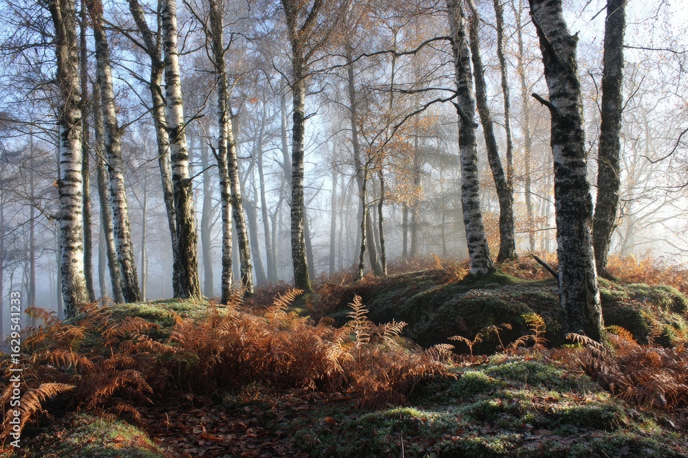 Fototapeta premium Misty autumn forest with birch trees