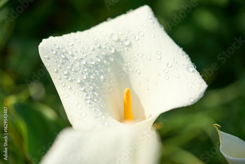 white flower with water drops