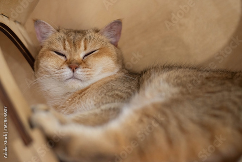 Fotografija Sleeping orange cat resting in wooden alcove - authentic domestic animal image