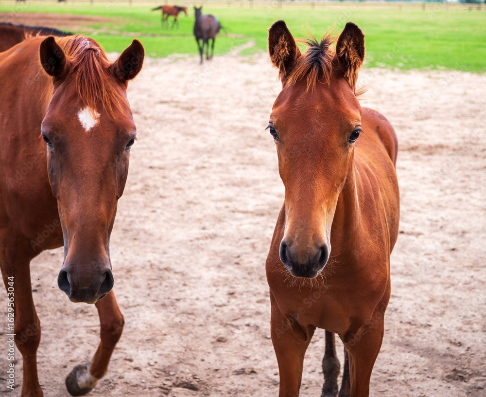 Obraz premium Close-up of a foal and adult horse standing on a sandy paddock with blurred horses and green pasture in the background, taken on a cloudy day in the countryside.