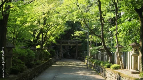 神社の参道に並ぶ青紅葉と石灯篭