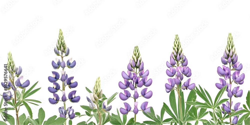 Naklejka premium Lupine Flower with Broad Leaves Transparent Background