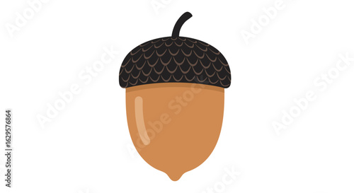 Detailed acorn illustration showcasing its cap, body, and diminutive stem against a pure white backdrop