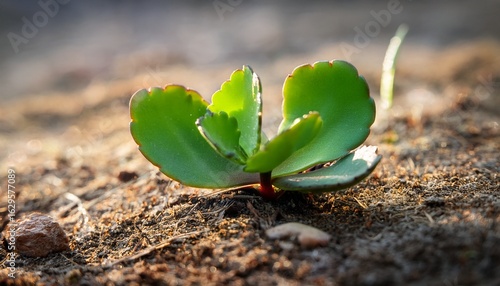 small stem of kalanchoe pinnata growing on the ground when they fall off the fleshy leaf they can root directly into the soil and continue to grow as a new plant