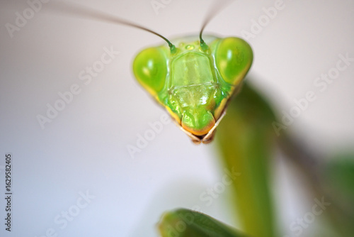 Photos Macrophotography of the green triangular head of an adult (imago) tree mantis