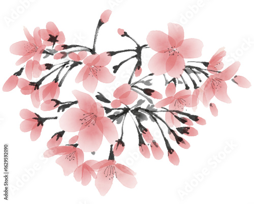 手描きの桜の花の水墨画