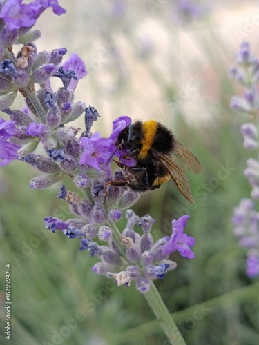Bee on the lavender