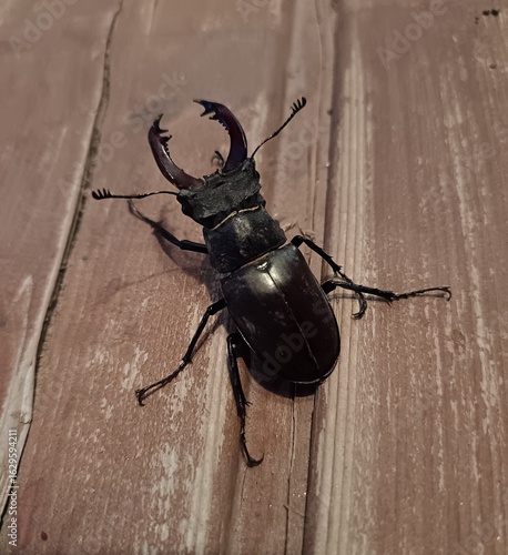 Stag beetle on an old brown plank floor