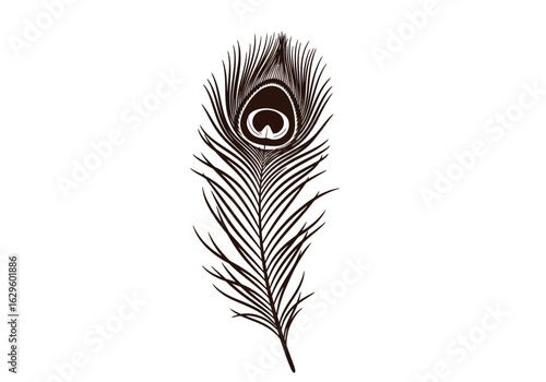 Vector illustration of single peacock feather isolated on white background