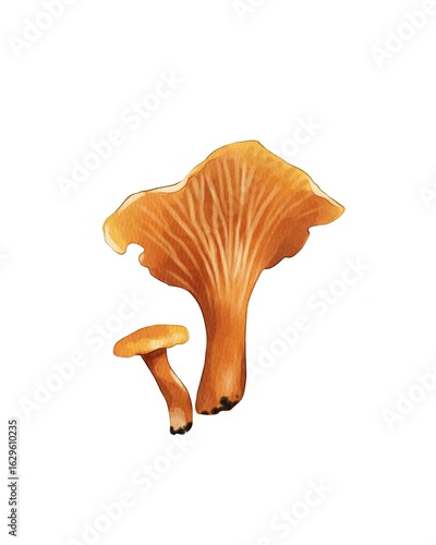 Colorful chanterelle mushrooms showcased on a clean white background highlighting their unique shapes and textures