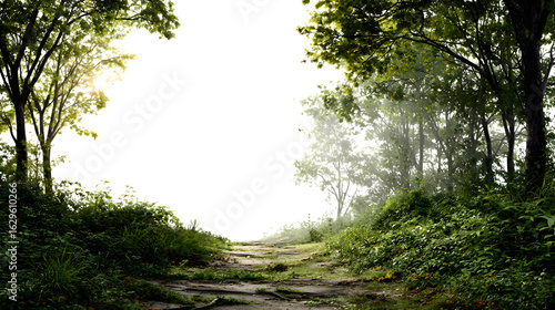 sunlight through the trees