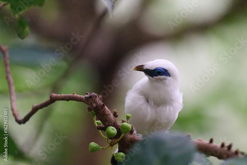 Photography Bali Myna (Leucopsar rothschildi) perched on wooden rail with blurred green background in Hong Kong