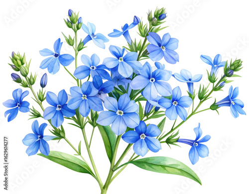 Watercolor Illustration of Lechenaultia Flowers with Stem and Leaves, isolated on transparent background