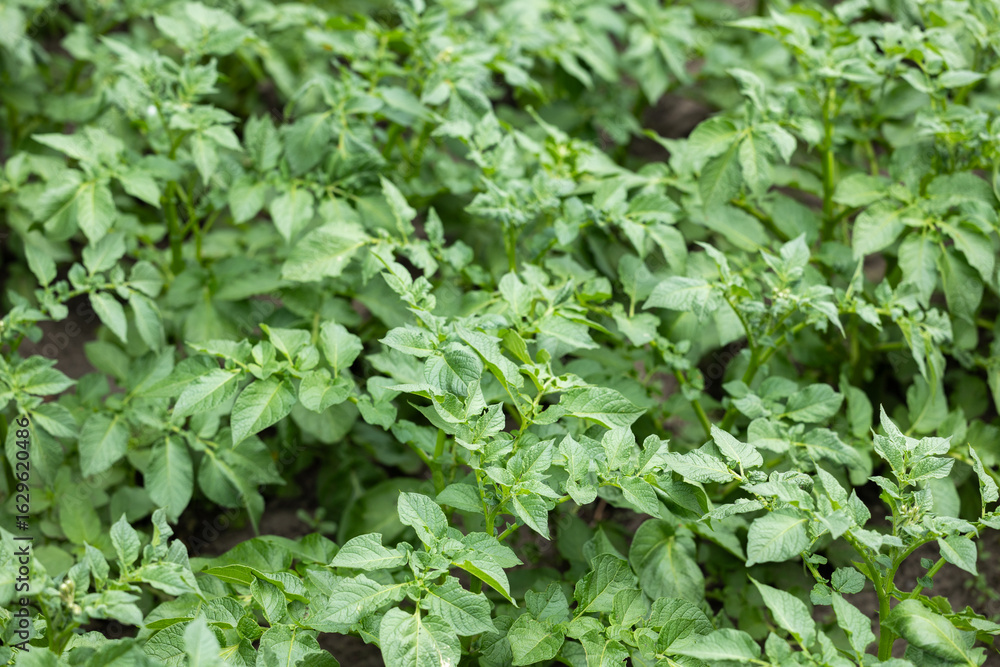 potato bushes grow on a potato farm. potato cultivation concept. green potato leaves background potato bushes grow on a potato farm. potato cultivation concept. green potato leaves background