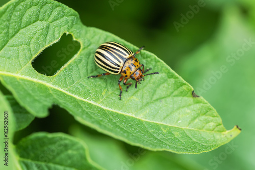 Colorado potato beetles in potato leaves. Colorado beetle, potato parasite.