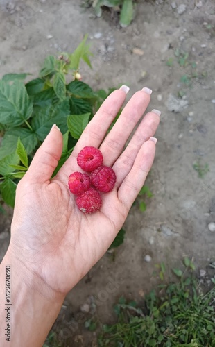 Women hand holding raspberries