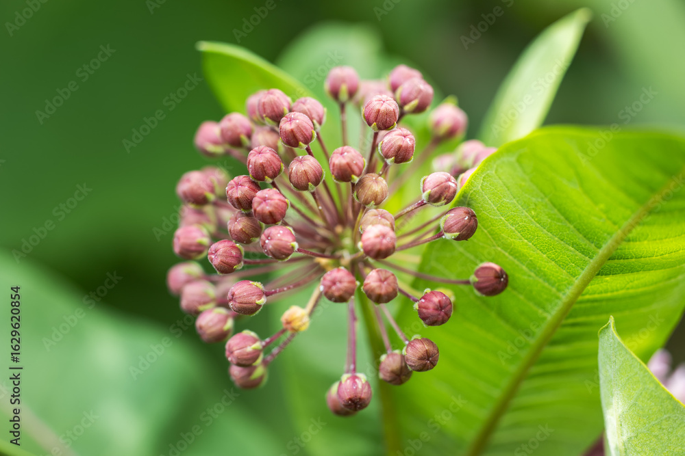 Obraz premium Common milkweed Asclepias Syriaca is blossoming