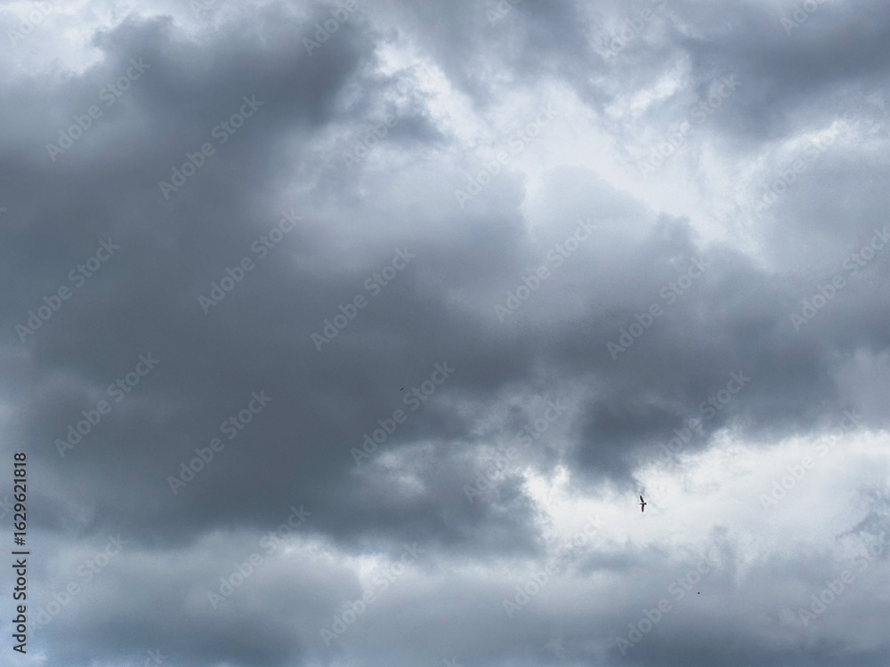 Obraz premium Dramatic Grey Storm Clouds with a Bird Flying