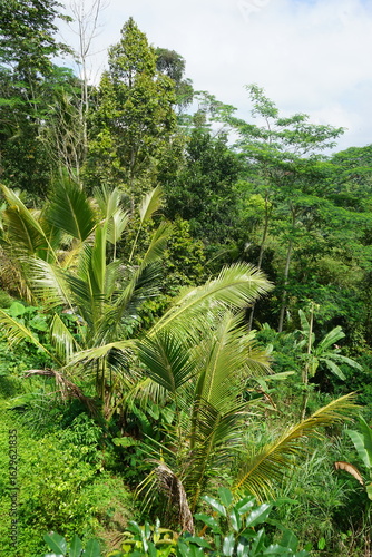 Wallpaper Mural rainforest Torontodigital.ca