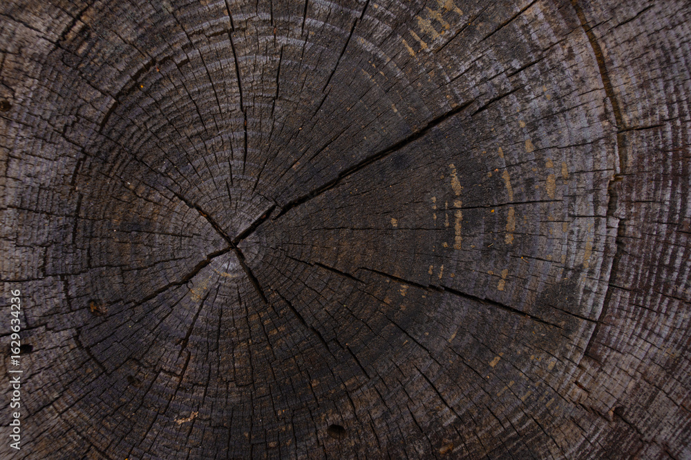 Fototapeta premium Macro photo of a tree stump cross-section showing concentric annual rings, weathered cracks, and natural texture. Aged dark wood surface, ideal for background use in nature or forestry context