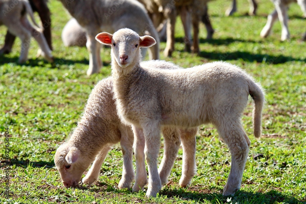 Obraz premium Young Merino lambs grazing together in a green pasture paddock with sheep flock grazing in background, eye contact