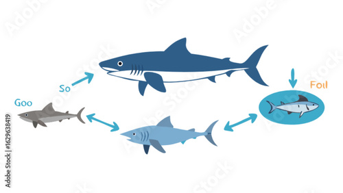 Shark food chain diagram illustration showing the flow of energy in the marine ecosystem cycle diagram