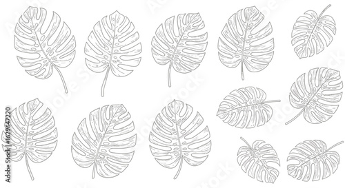 Collection of hand drawn monstera leaf outlines in a simple black and white sketch style