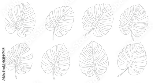 Collection of eight detailed line art illustrations of monstera deliciosa leaves in a repeating pattern