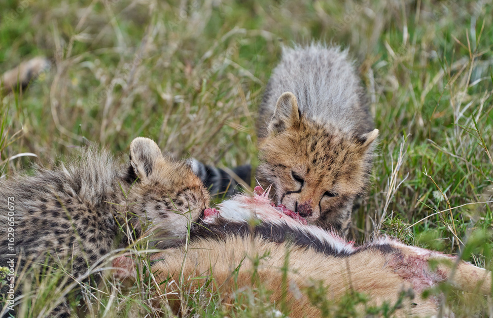 Obraz premium Cheetah Cubs Feeding on Fresh Kill in the Wild