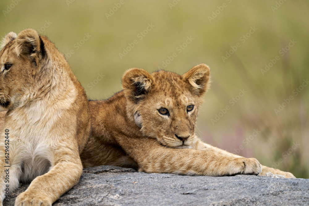 Fototapeta premium Thoughtful Lion Cub Resting on Rock in Serengeti, Tanzania