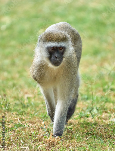 Cuadro en lienzo Vervet Monkey Walking on Grass in Tanzania