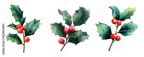 Set of branches with holly berries watercolor. Watercolor branches with green leaves and holly berries png. Natural Christmas and winter elements. Decor for Christmas designs. Vector illustration.