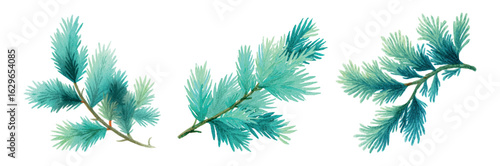Set of green branches of coniferous trees in watercolor. branch of fir tree, thuja, pine and other coniferous trees. Green trees. Elements for winter and Christmas designs. Merry Christmas and New Yea