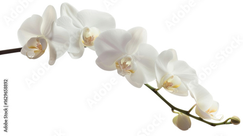 A branch of white orchid bloom